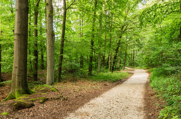 Natur Bäume Wald Landschaft