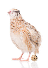 Cute adult quail