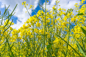 Panorama Rapsfeld in voller Blüte
