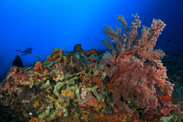 Naklejka na ściany i meble Scuba dive coral reef underwater in ocean