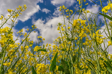 Panorama Rapsfeld in voller Blüte