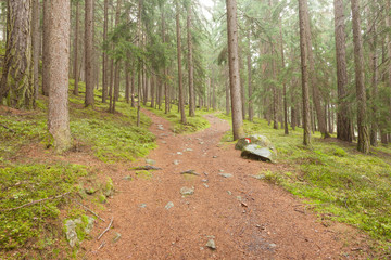 A single alpine path splits in two different directions. It's an