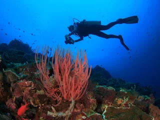 Fototapete Scuba dive coral reef underwater in ocean © Richard Carey