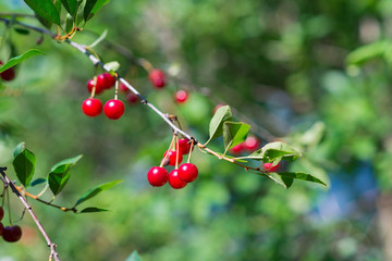 Fototapeta premium Sweet cherry red berries on a tree branch close up