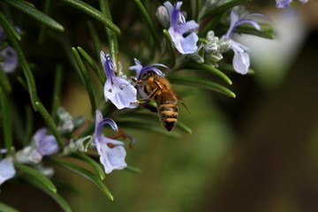 Honey Bee on Rosemary