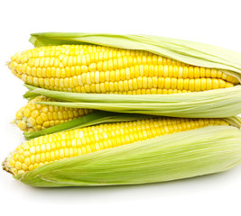 Corn on white background