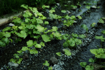 Pattern form of small green leaf close up from tree