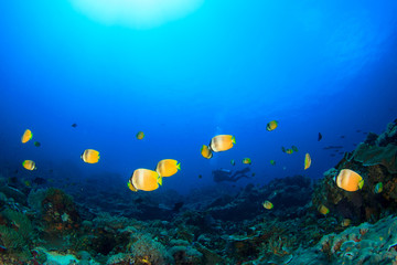 Obraz na płótnie Canvas Scuba dive coral reef underwater in ocean