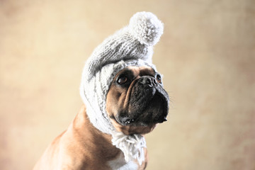Französische Bulldogge mit Wintermütze - 117793614