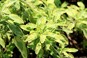 golden sage herb field
