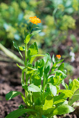Close up view of orange Calendula officinalis (marigold)