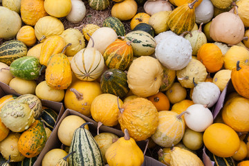 Colorful pumpkins on straw