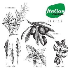 Italian cuisine herbs and plants vector isolated element set. Rosemary, oregano, olives, basil and arugula realistic sketch hand drawn style for food and kitchen or organic design.
