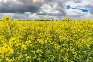 Obraz premium Panorama Rapsfeld in voller Blüte