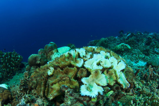 Coral bleaching. Dead coral because climate change, global warming, rising sea temperatures, pollution.