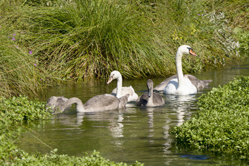Schwanenfamilie