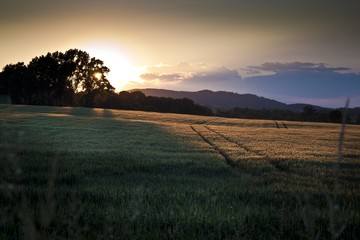 Beautiful summer sunset over the fields and forest