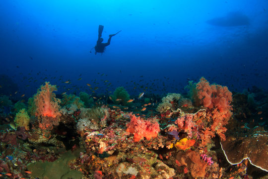 Scuba dive. Coral reef underwater and female scuba diver. Boat