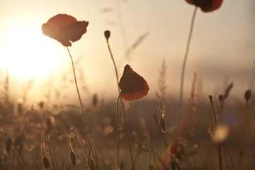 Poppy in the field at dawn
