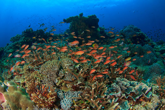 Fototapeta Coral reef underwater sea ocean