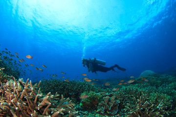 Fototapeta na wymiar Scuba dive. Coral reef underwater and female scuba diver
