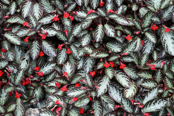 Obraz premium carpet of fresh colorful leaves background