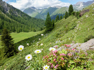 Bergblumenwiese Sommer Alpen