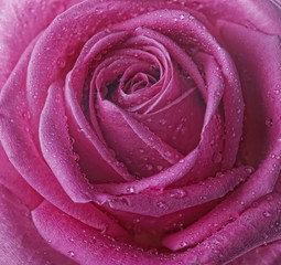 rose with water drops close up