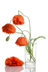 red poppies in glass vase isolated on white background