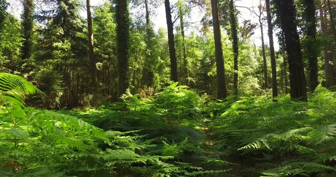 Panning through a thick forest in summer with thick bracken foliage
