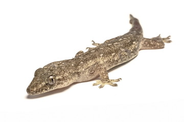 Fototapeta premium Close up, the house lizard, Thailand.