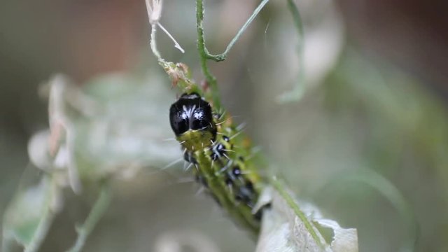 Buchsbaumz&uuml;nsler - Cydalima Perspectalis