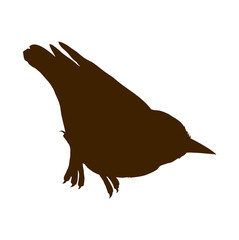 Bird. Vector drawing