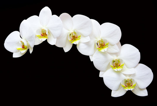 Fototapeta White orchids flowers on a black  background