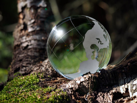 Green globe sphere in the woods on moss. The concept of ecology, the environment, the protection  forests