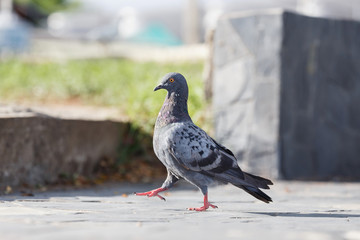 Pigeon walking at the park