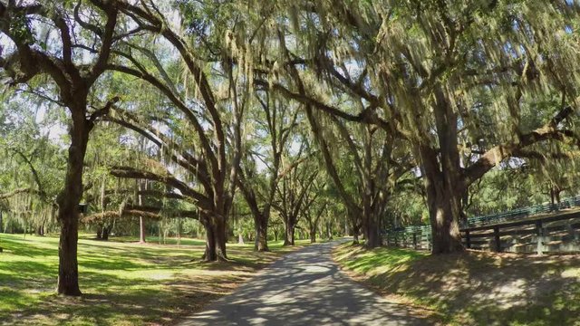 Big beautiful live oak avenue with spanish moss in summer
