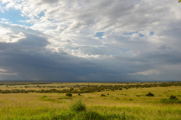 African savanna landscape, Masai Mara national park, Kenya, Africa
