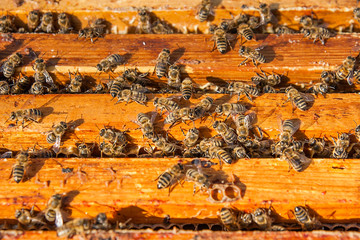 Close up view of the bees swarming on a honeycomb.