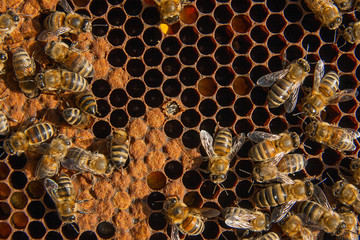 Busy bees inside hive with sealed cells for their young.