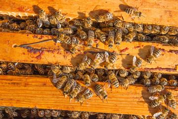 Close up view of the bees swarming on a honeycomb.