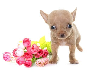 puppy chihuahua in studio