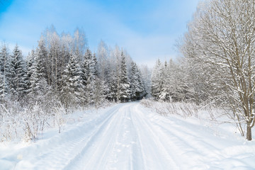 The snowy forest in January