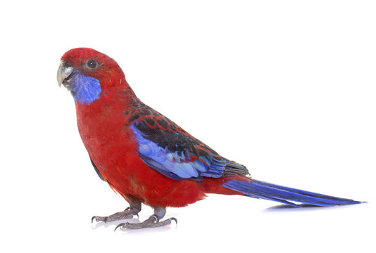 Fototapeta Crimson rosella in studio