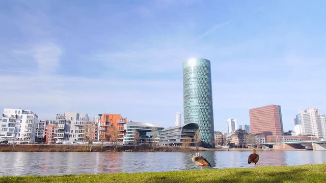 Gutleutviertel mit Westhafen-Tower und Nilg&auml;nsen in Frankfurt am Main