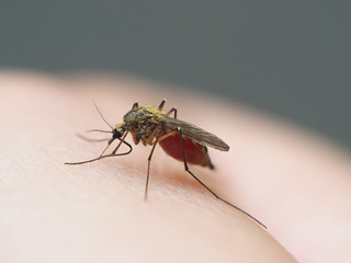 mosquito drinks blood