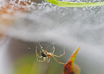 spider on a web with drops