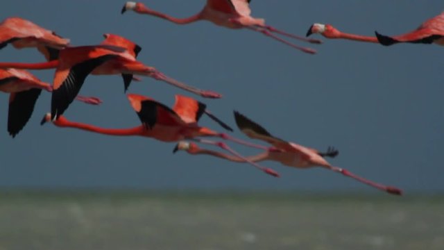 pink flamingos in the salt lagoons