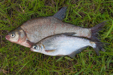 Several common bream fish and silver bream or white bream fish o