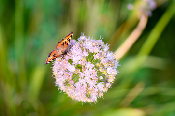 Бабочка на цветке